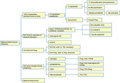 Postpartum hepatitis and host immunity in pregnant women with chronic HBV infection